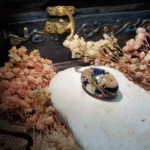 Handcrafted Scarf Pin - Whispers of Thistle 002